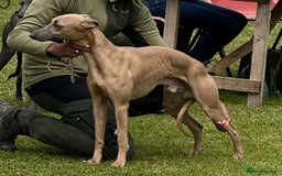 Whippet dogs for sale: Strong KC Reg Whippet Pups - Image 7