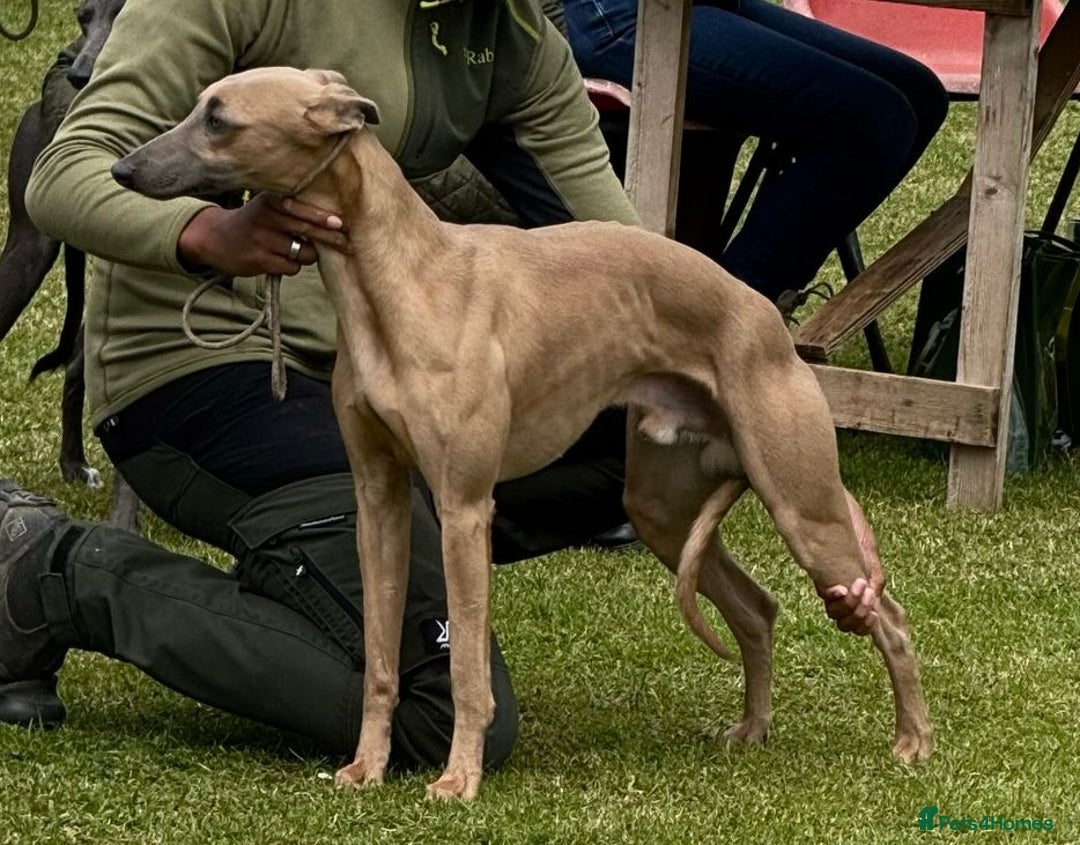 Whippet dogs for sale: Strong KC Reg Whippet Pups - Image 7
