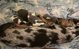 Miniature Dachshund dogs for stud: Tiny Piebald Stud with Free Ovulation Testing  in Stockton-on-Tees - Image 23
