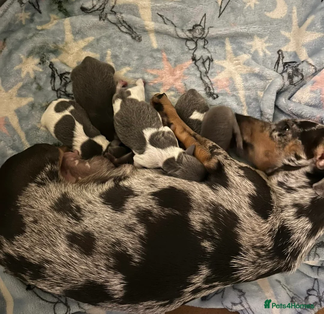 Miniature Dachshund dogs for stud: Tiny Piebald Stud with Free Ovulation Testing  in Stockton-on-Tees - Advert 23