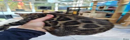 Bengal cats for sale: ❤️ Gorgeous Pure Bengal Babies! ❤️ - Advert 31
