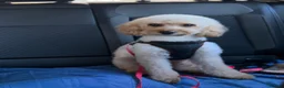 Cockapoo dogs for sale: Cockapoo F1BB Puppies - Advert 2