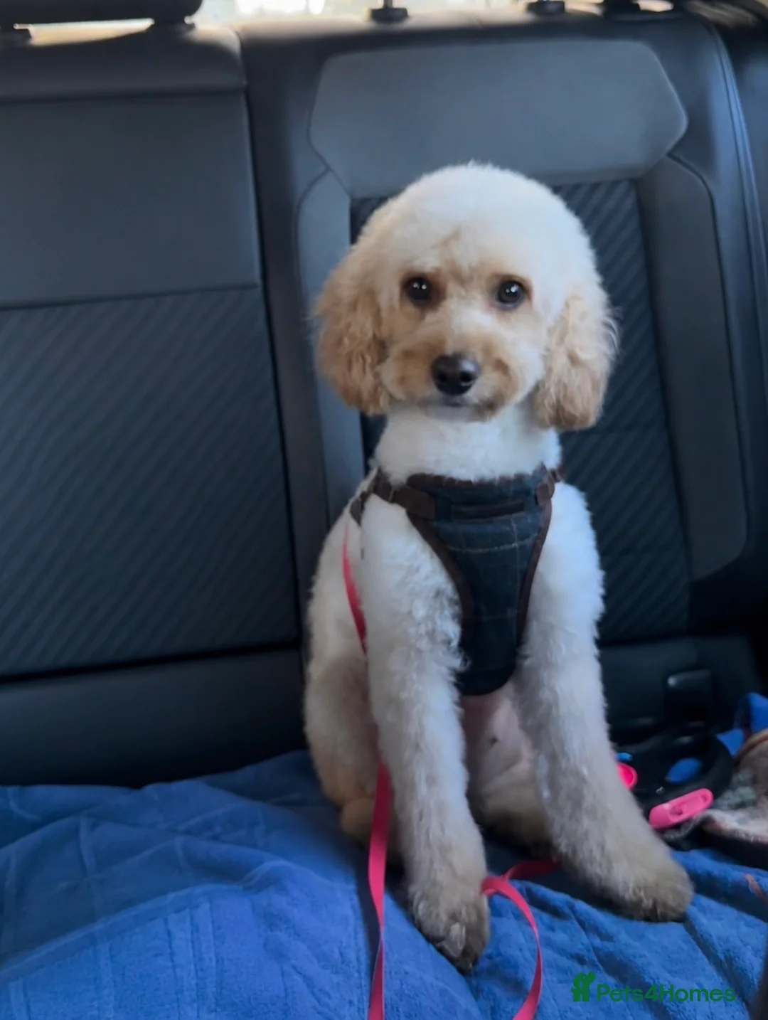 Cockapoo dogs for sale: Cockapoo F1BB Puppies - Advert 2