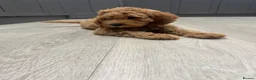 Goldendoodle dogs for sale: Outstanding Goldendoodles - Advert 4