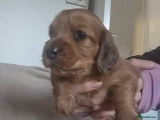 Miniature Dachshund dogs Chocolate Dapple Dachshund - Advert 14