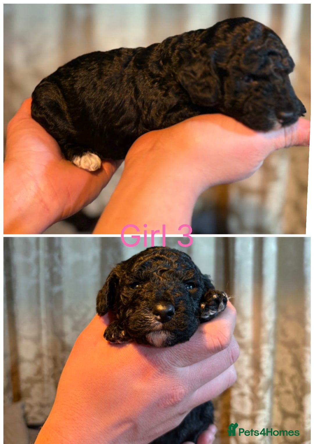 Mini Goldendoodle dogs for sale: Miniature Goldendoodle Puppies - Merle available  - Advert 5