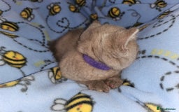 British Shorthair cats for sale: British blue shorthair kittens  - Image 5