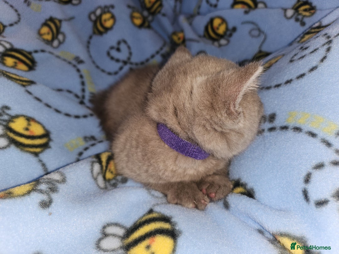 British Shorthair cats for sale: British blue shorthair kittens  - Image 5
