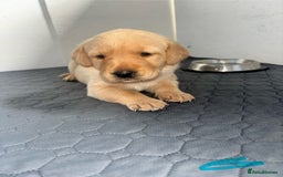 Labrador Retriever dogs for sale: Exceptional KC FTCH Working Labrador Pups - Image 12