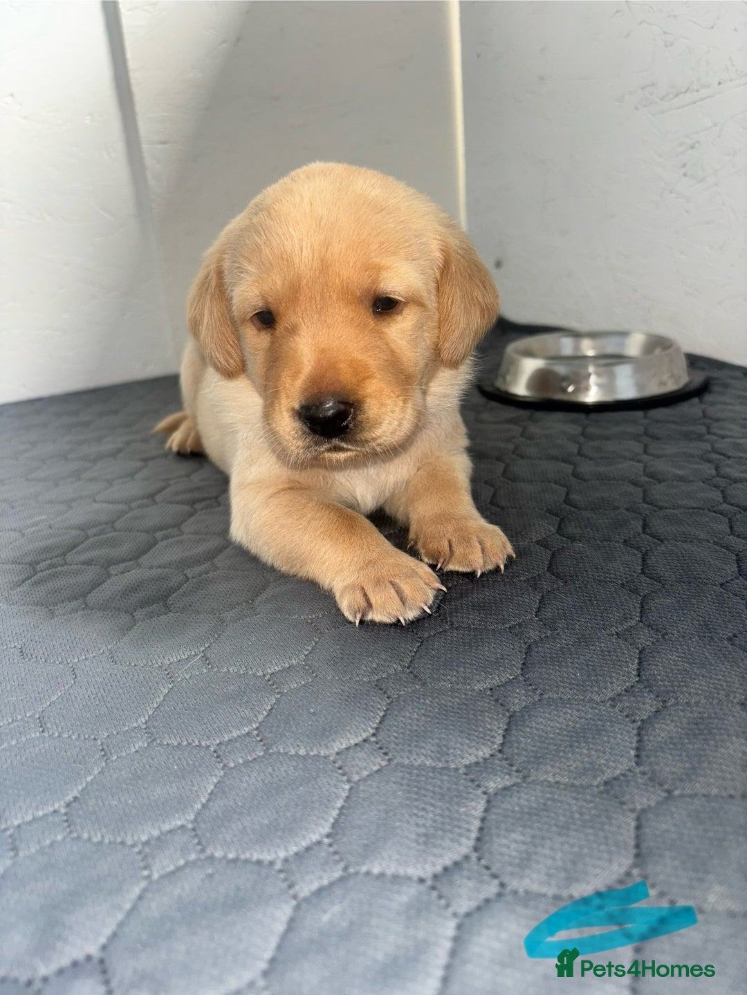 Labrador Retriever dogs for sale: Exceptional KC FTCH Working Labrador Pups - Image 12