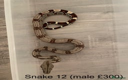Boa Snake reptiles for sale: ✨ Stunning Red Tailed Suriname Boa’s (BCC) ✨ - Image 14