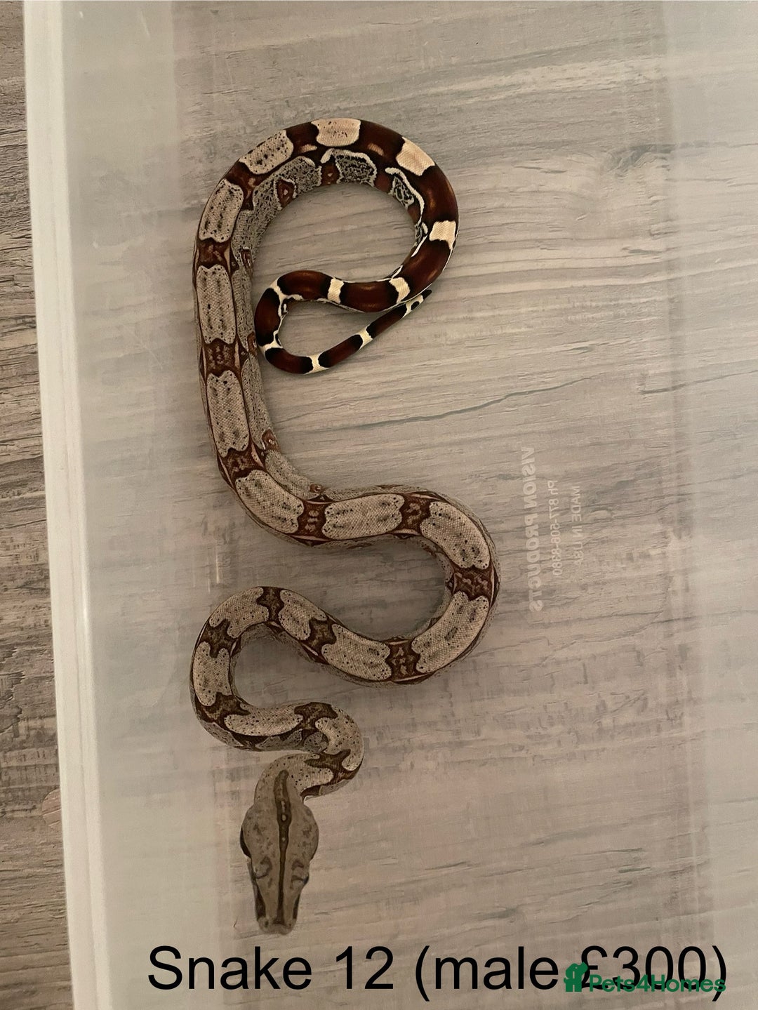 Boa Snake reptiles for sale: ✨ Stunning Red Tailed Suriname Boa’s (BCC) ✨ - Image 14