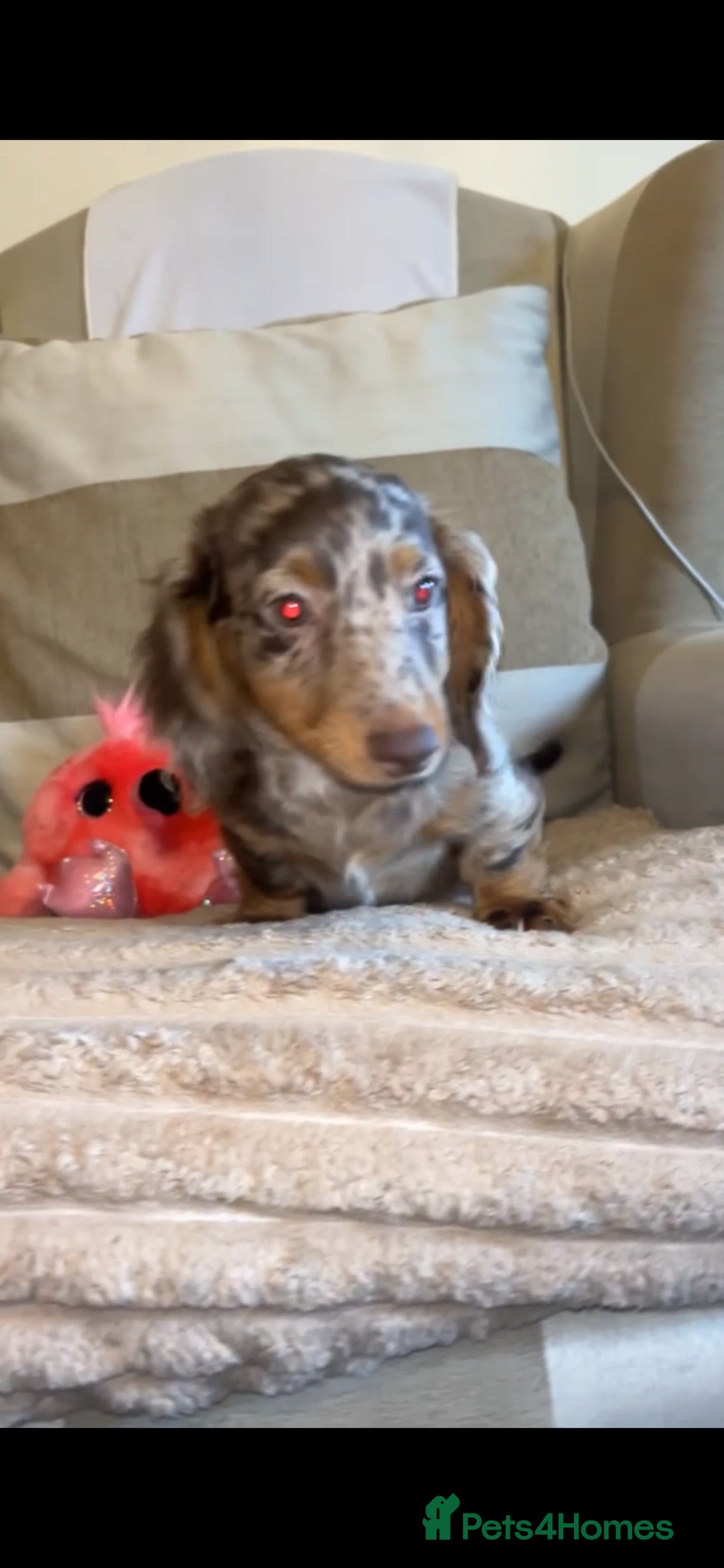 Miniature Dachshund dogs Miniature dadhaunds ready now  - Advert 2