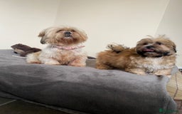 Shih Tzu dogs for sale: Shih tzu boy - Image 4