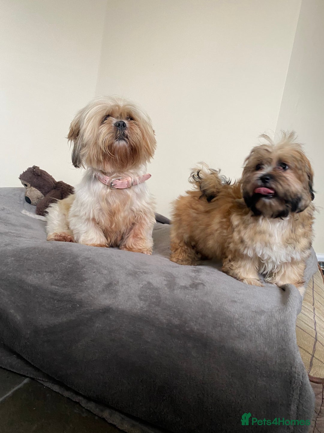 Shih Tzu dogs for sale: Shih tzu boy - Image 4
