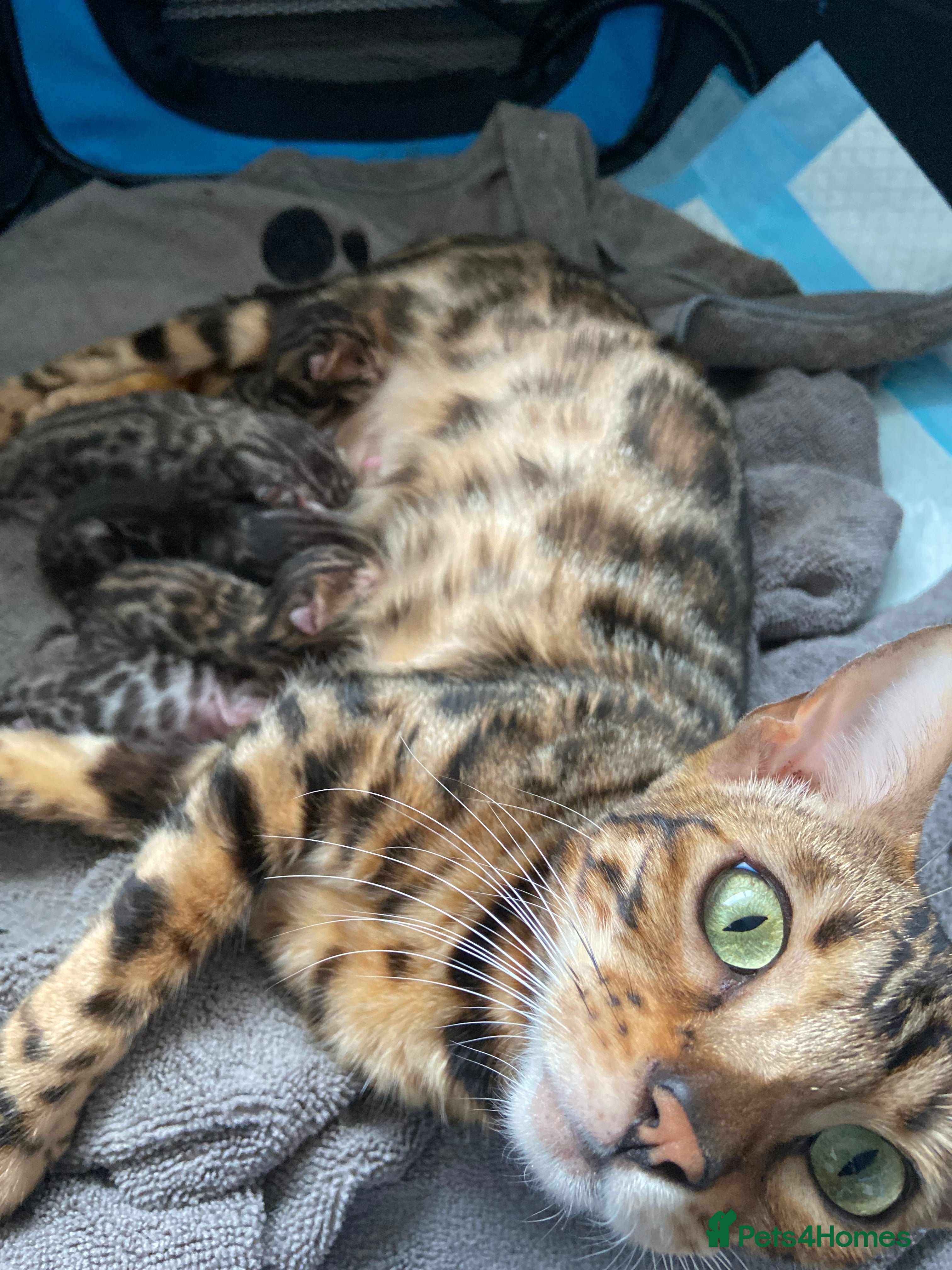 Bengal cats LAST THREE Ready now GCCF REGISTERED  - Advert 2