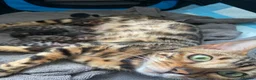 Bengal cats for sale: LAST THREE Ready now GCCF REGISTERED  - Advert 2