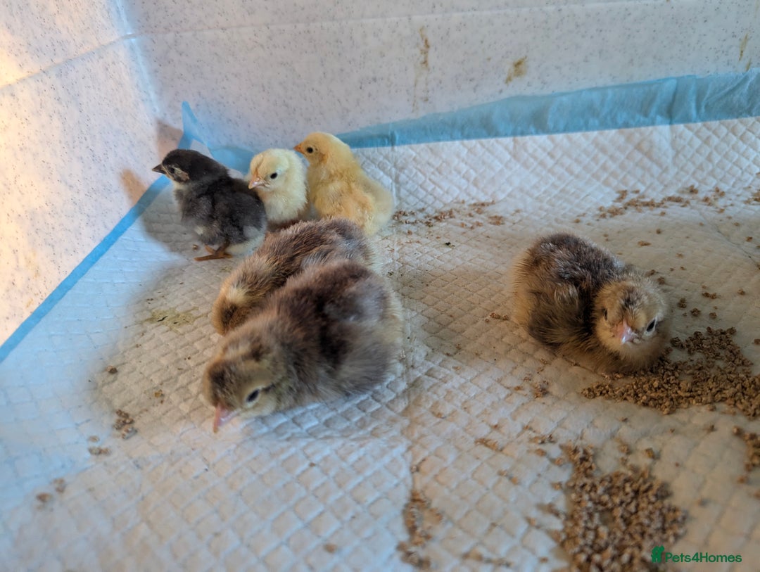 Chickens poultry for sale: Hybrid chicken chicks - hand reared - Image 4