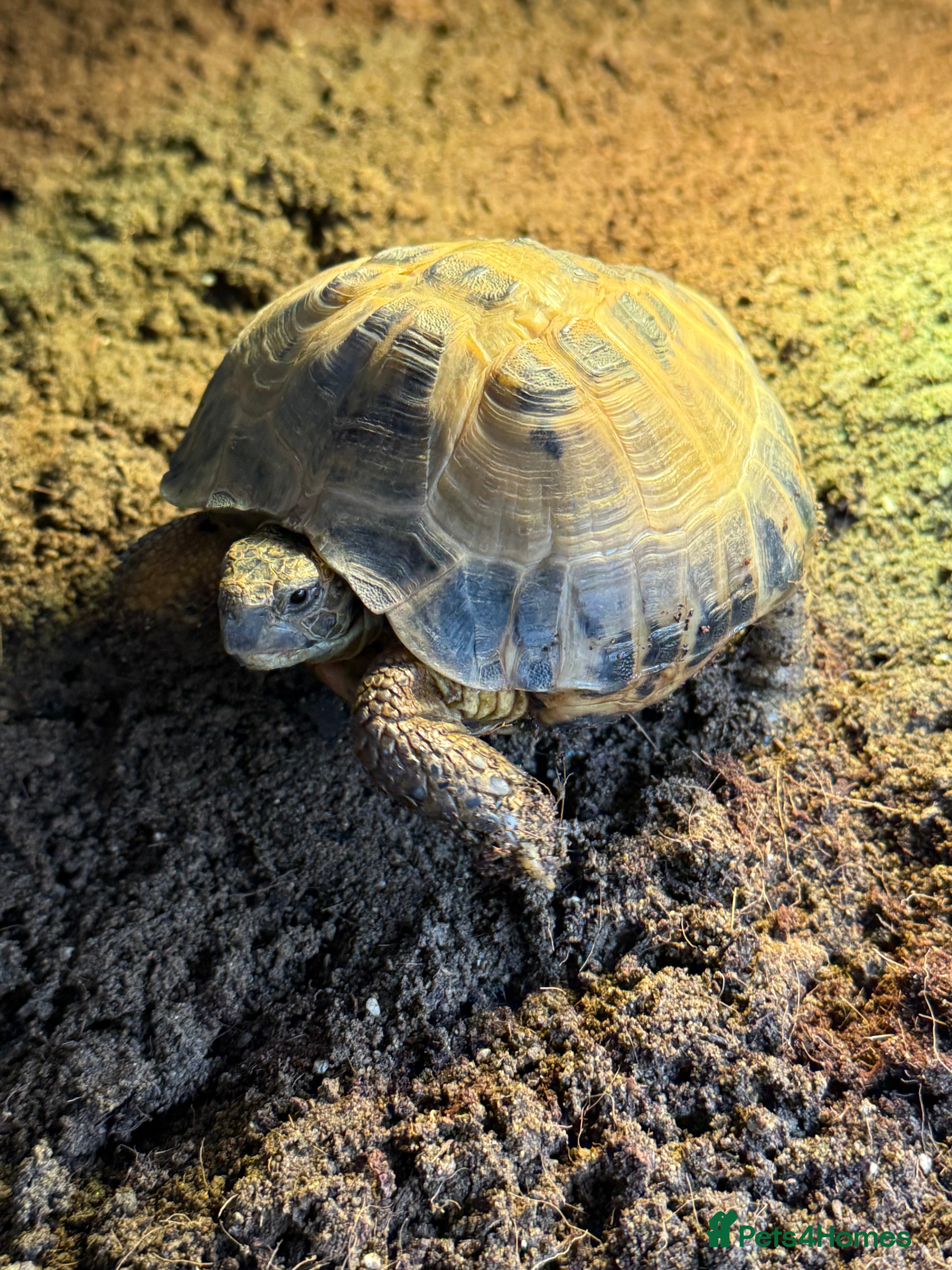 Tortoise reptiles Horsefield Tortoise for sale - Advert 1