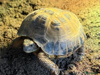 Tortoise reptiles Horsefield Tortoise for sale - Advert 3
