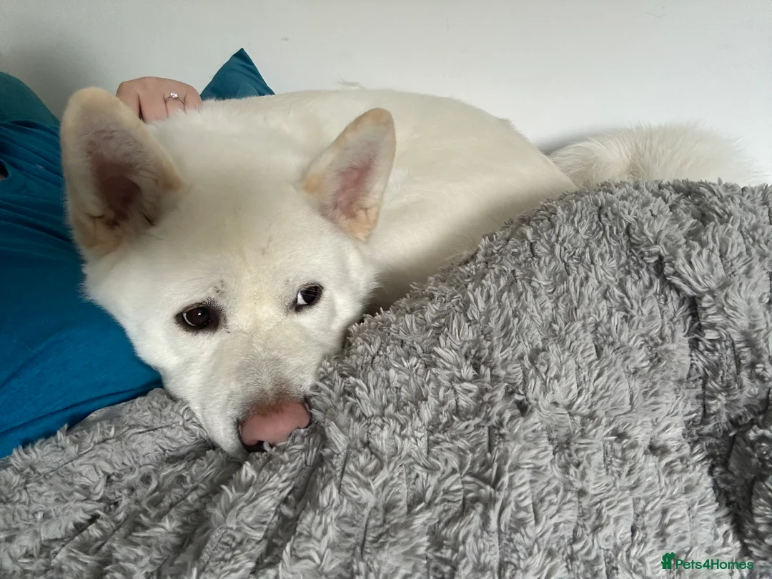 Akita dogs for sale: Akita - Advert 4