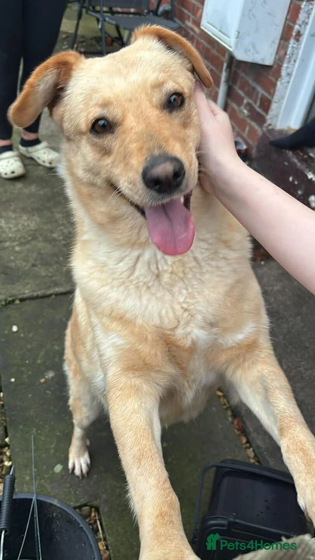 Mixed Breed dogs for adoption: Nelly - Advert 2