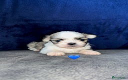 Lhasa Apso dogs for sale: 4 Lhasa Apso babies  - Image 10