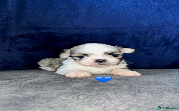 Lhasa Apso dogs - Advert 2