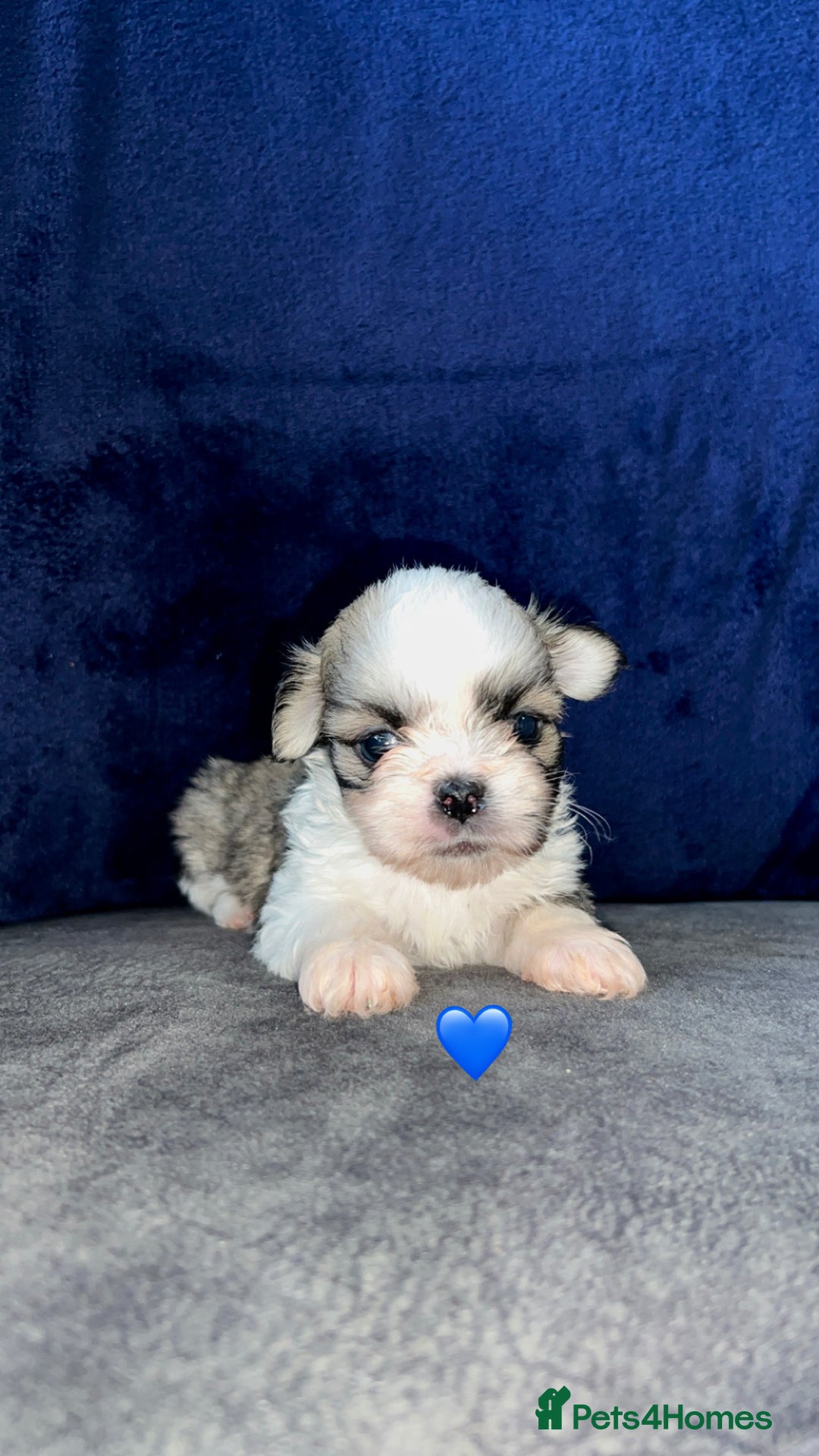 Lhasa Apso dogs for sale: 4 Lhasa Apso babies  - Image 10