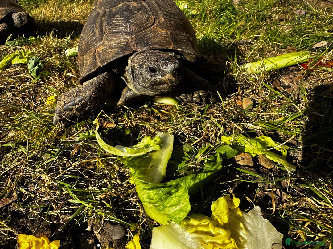 Tortoise reptiles for sale: Male Spurthigh tortoise  - Advert 7