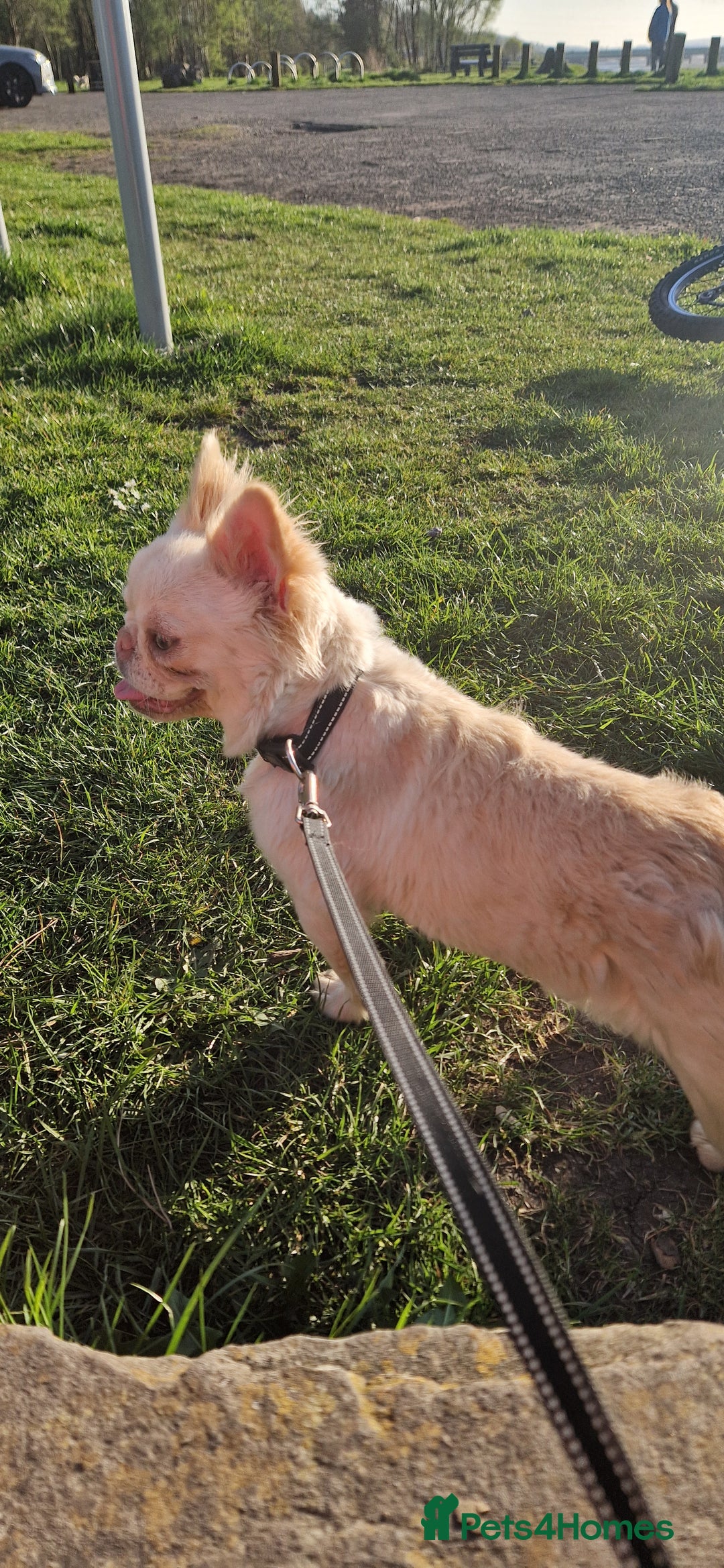French Bulldog dogs for sale: Fluffy French bulldog  - Image 2