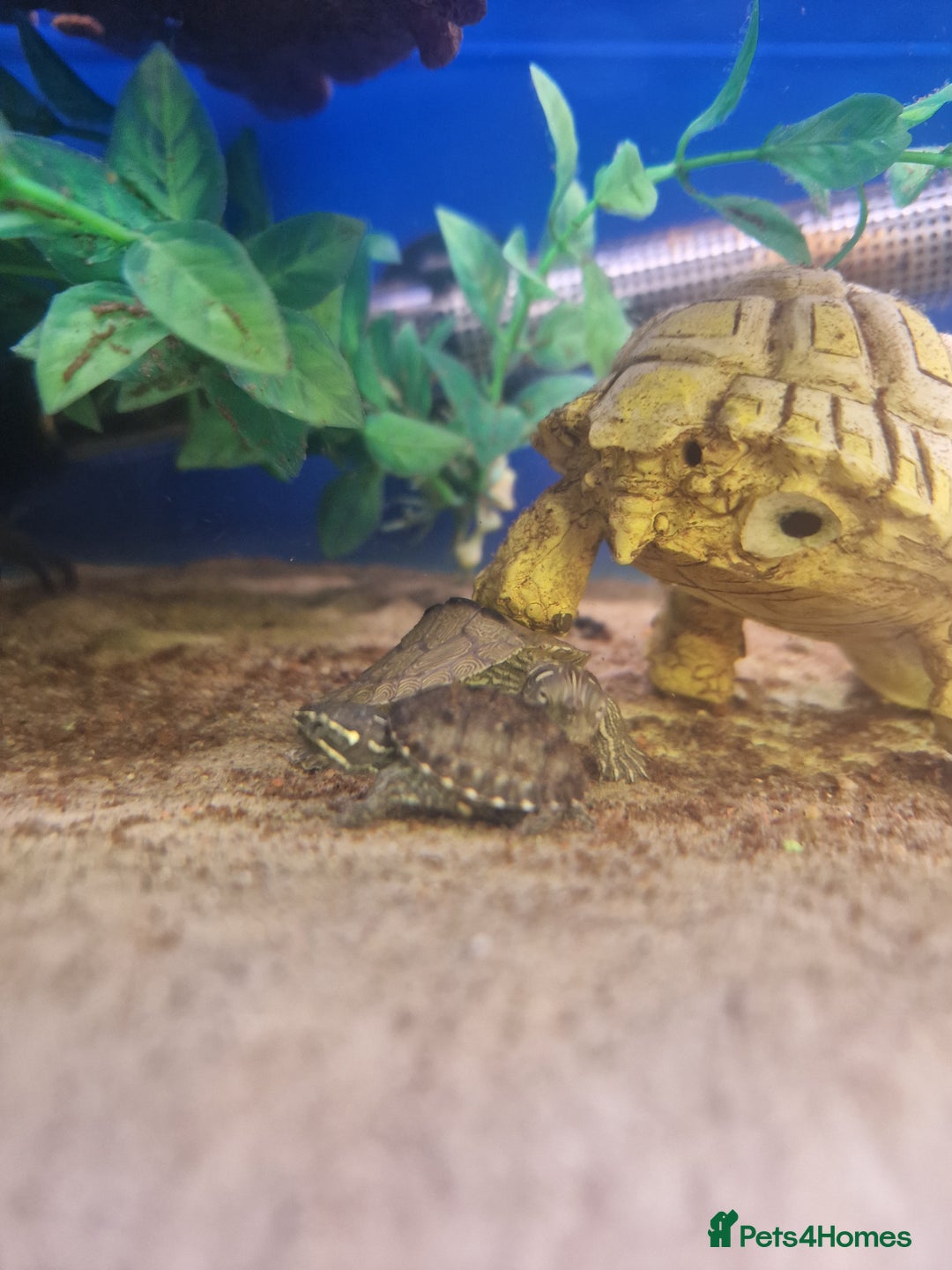 Turtle reptiles for sale: Baby Turtles Available..Musk, Map, Cooter, Reeves  - Advert 3