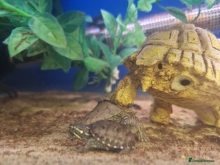 Turtle reptiles Baby Turtles Available..Musk, Map, Cooter, Reeves - Advert 2