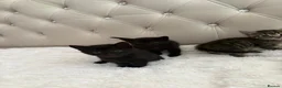 Mixed Breed cats for sale: 3 Beautiful Black Girl Kittens - Advert 12