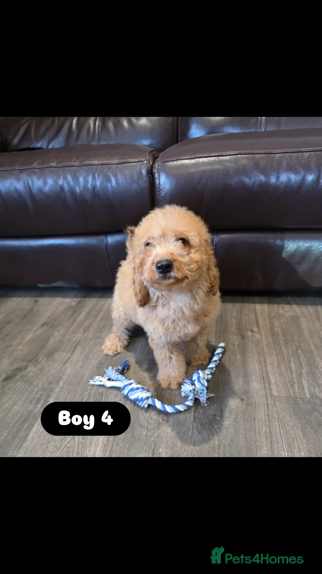 Cockapoo dogs for sale: Adorable Cockapoo pups 🦴🐾 - Image 28