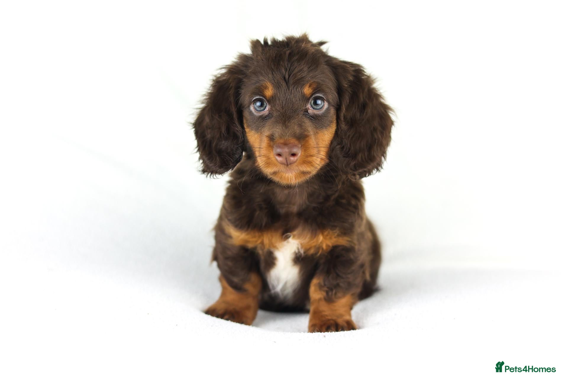 Miniature Dachshund dogs 4 male Dachshunds - Advert 1