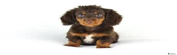 Miniature Dachshund dogs for sale: 4 male Dachshunds - Advert 27