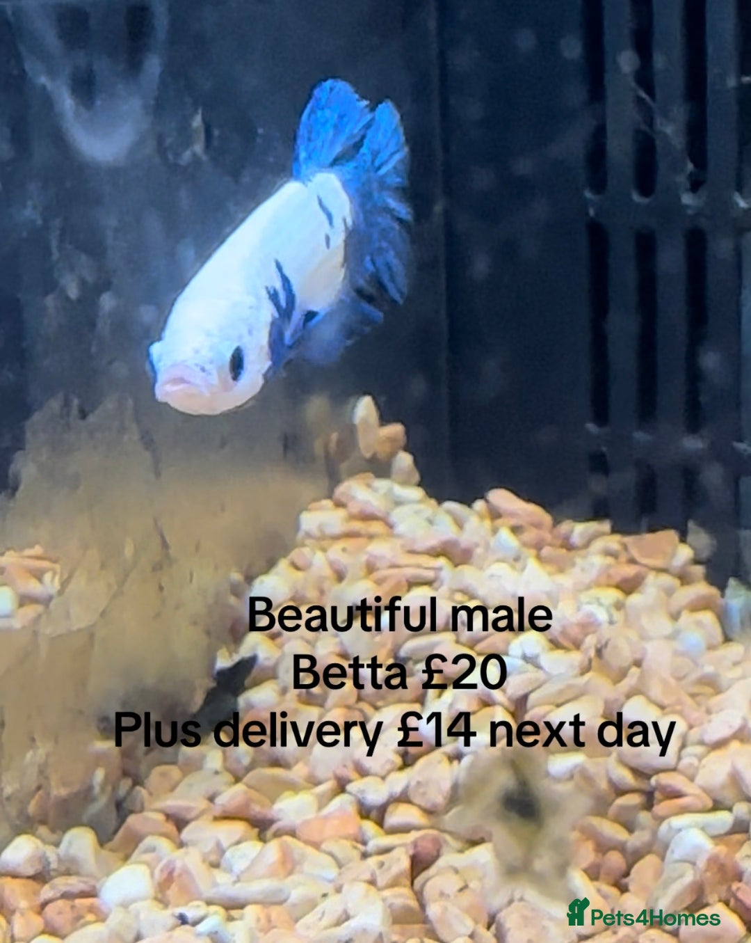 Bettas fish for sale: Betta fish seeking homes  - Image 2
