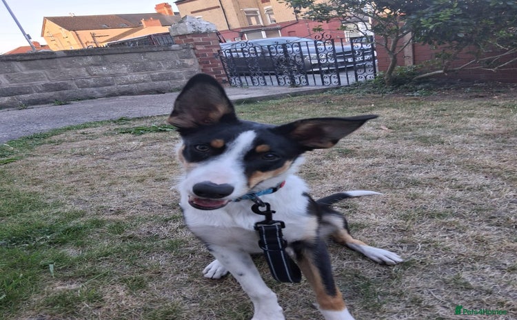 Border Collie dogs - Advert 3