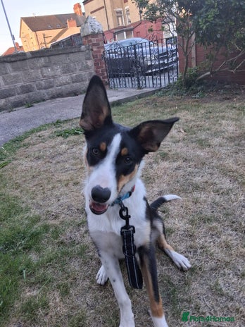 Border Collie dogs - Advert 3