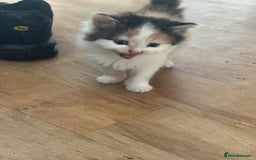 Domestic Shorthair cats for sale: 7 kittens ready to go 21 September  - Image 10