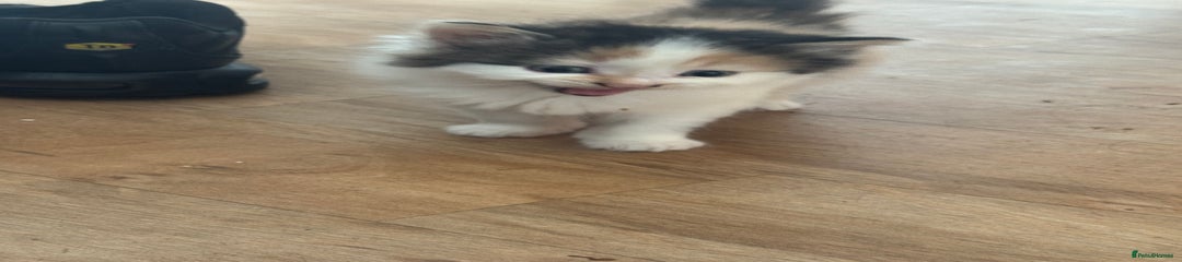 Calico 1