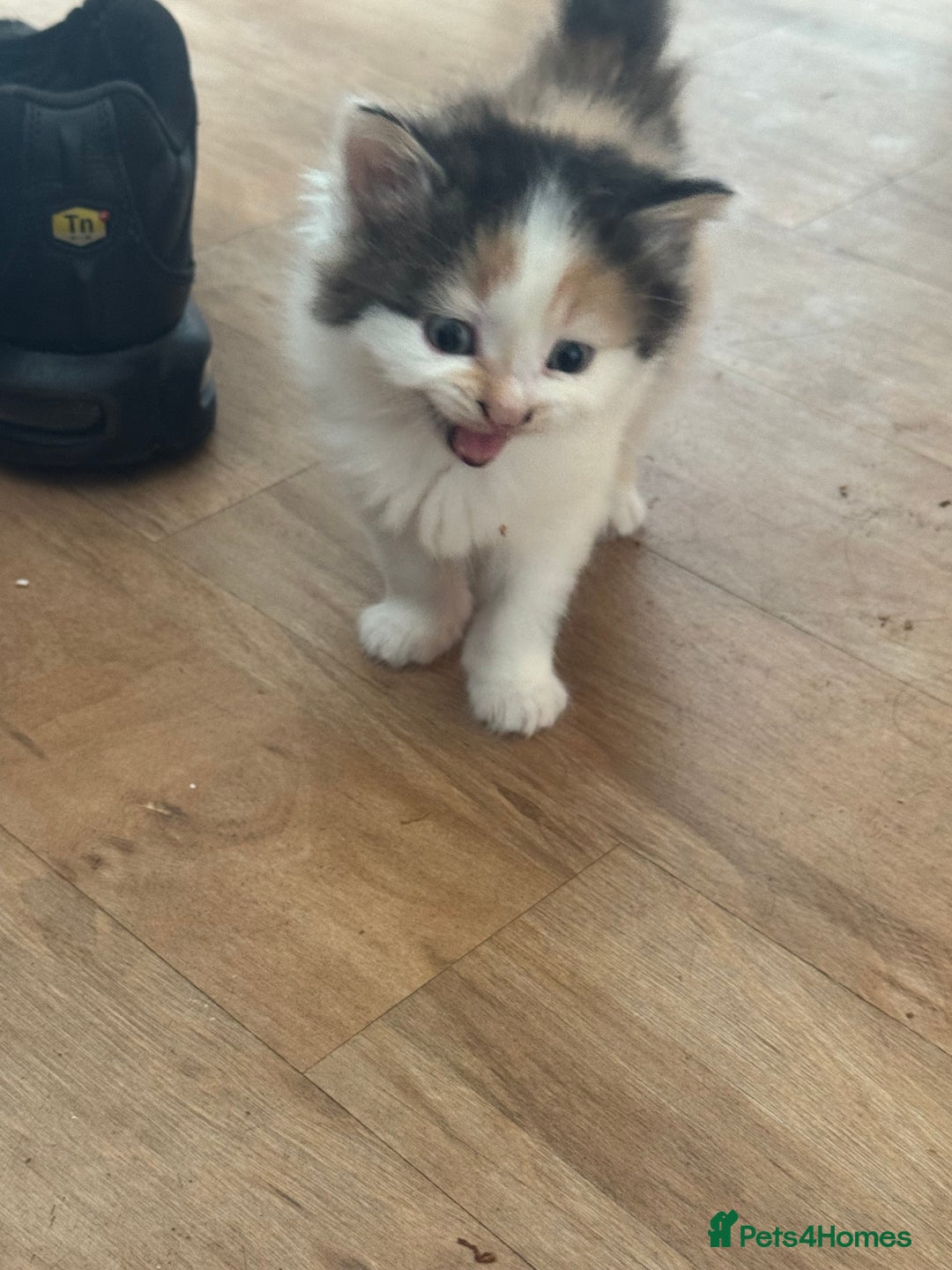 Domestic Shorthair cats for sale: 7 kittens ready to go 21 September  - Image 10