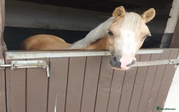 Welsh Section A horses for sale: Palomino welsh section A mare. 4yo - Image 7