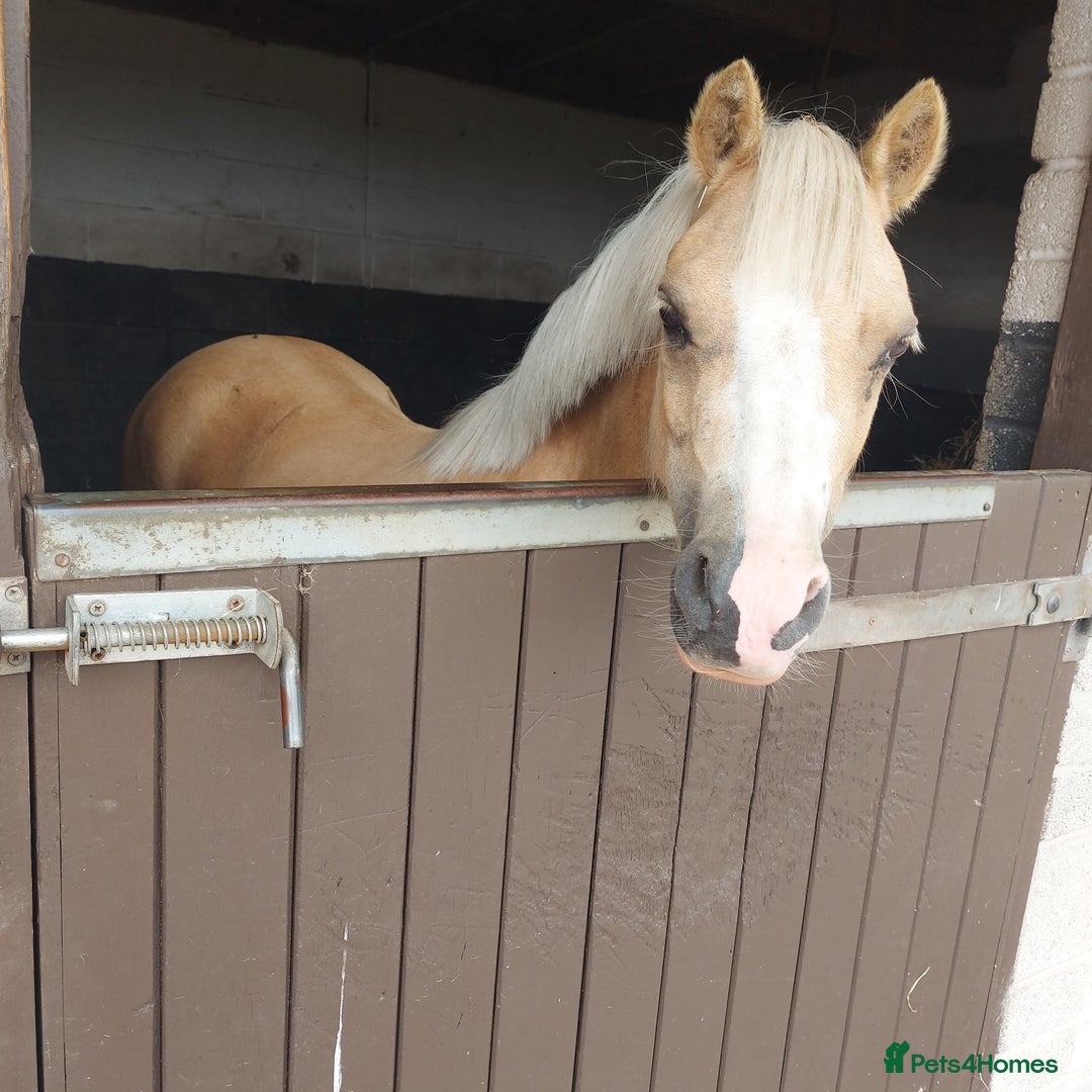 Welsh Section A horses for sale: Palomino welsh section A mare. 4yo - Image 7