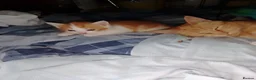 Mixed Breed cats for sale: Ginger kittens - Advert 4