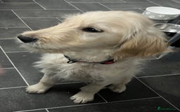 Goldendoodle dogs for sale: 15 week old male golden doodle puppy - Advert 3