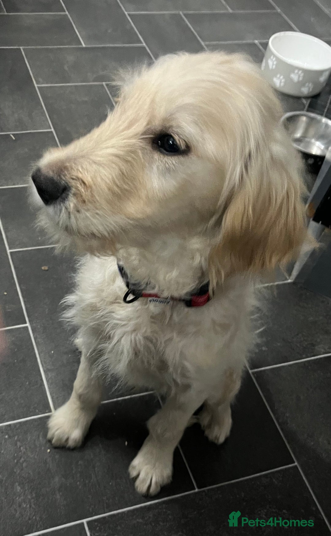 Goldendoodle dogs for sale: 15 week old male golden doodle puppy - Advert 3