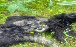 Miniature Schnauzer dogs for sale: KC miniature schnauzer puppies  - Image 16