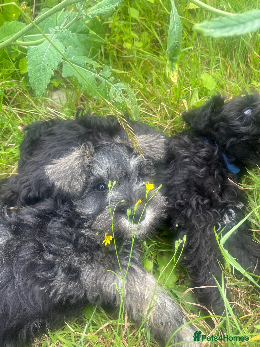 Miniature Schnauzer dogs for sale: KC miniature schnauzer puppies  - Image 16